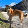 Bigola - Femmina - 7 anni (nata a Dicembre 2017) - Meticcio - Taglia: Grande - Carattere: dolce, equilibrata, socievole - Affinità: Persone, Cani (no gatti) Foto 5